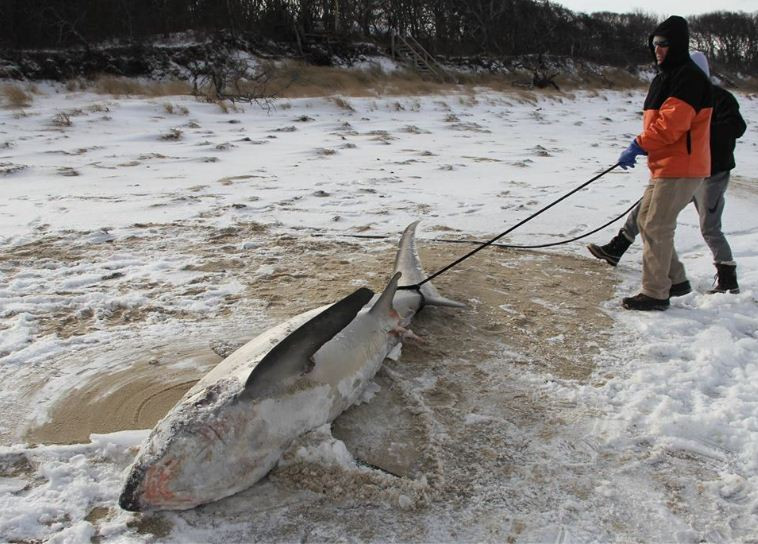 Πάγωσαν και οι καρχαρίες στις Ηνωμένες Πολιτείες! (εικόνες)